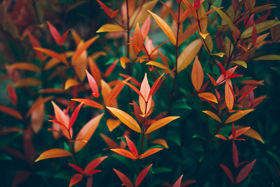 p1020