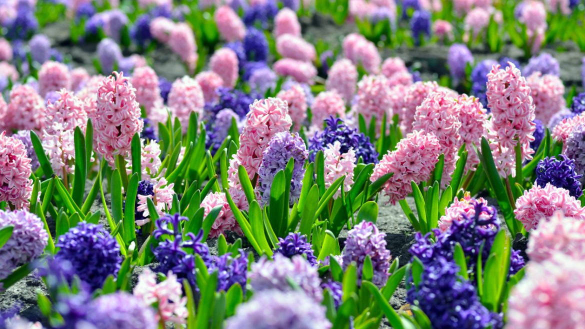 Flowerbed with colorful hyacinths, traditional spring flower, Easter flower, Easter background, floral background