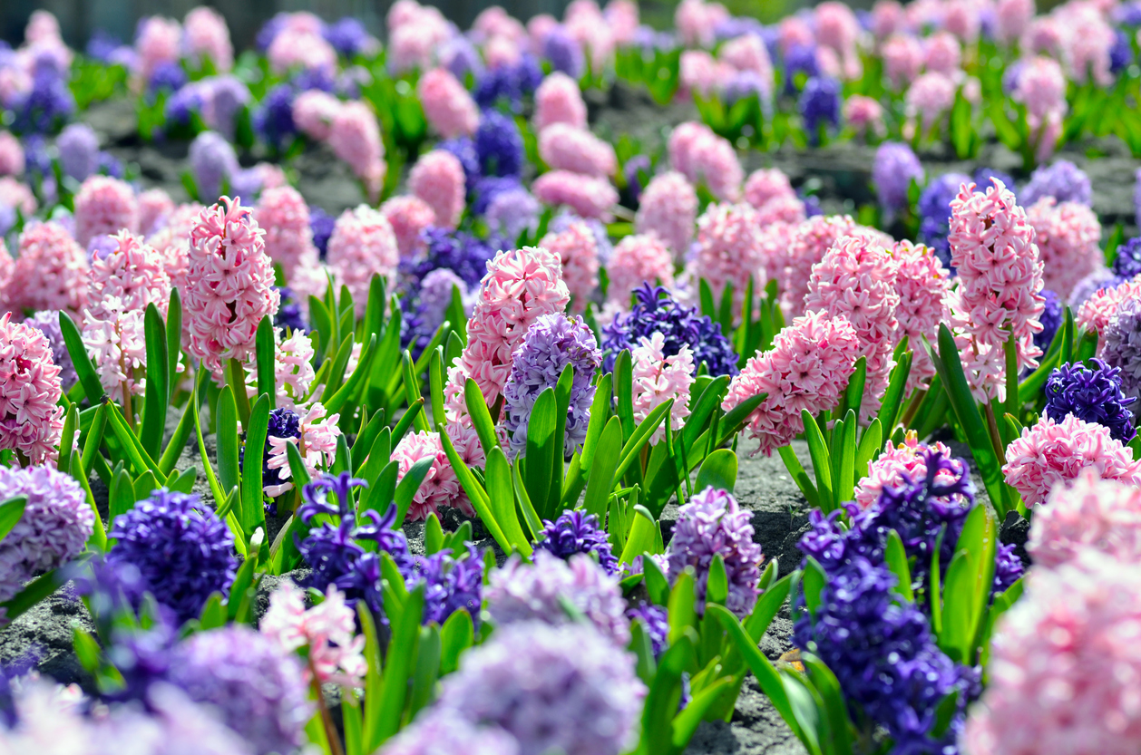 Flowerbed with colorful hyacinths, traditional spring flower, Easter flower, Easter background, floral background