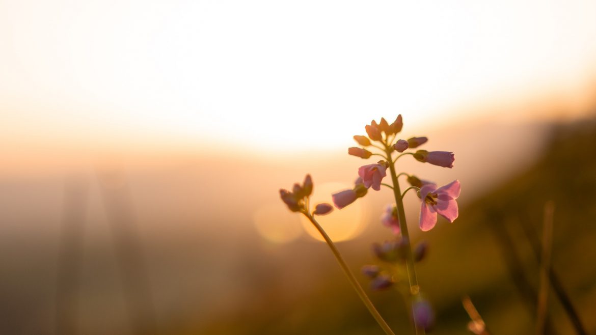 sun-5055405_1920