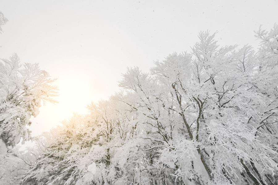 Tree covered with snow  on winter storm day in  forest mountains