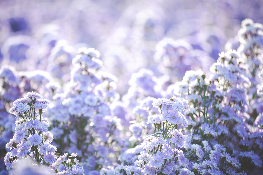 beautiful purple flowers in nature