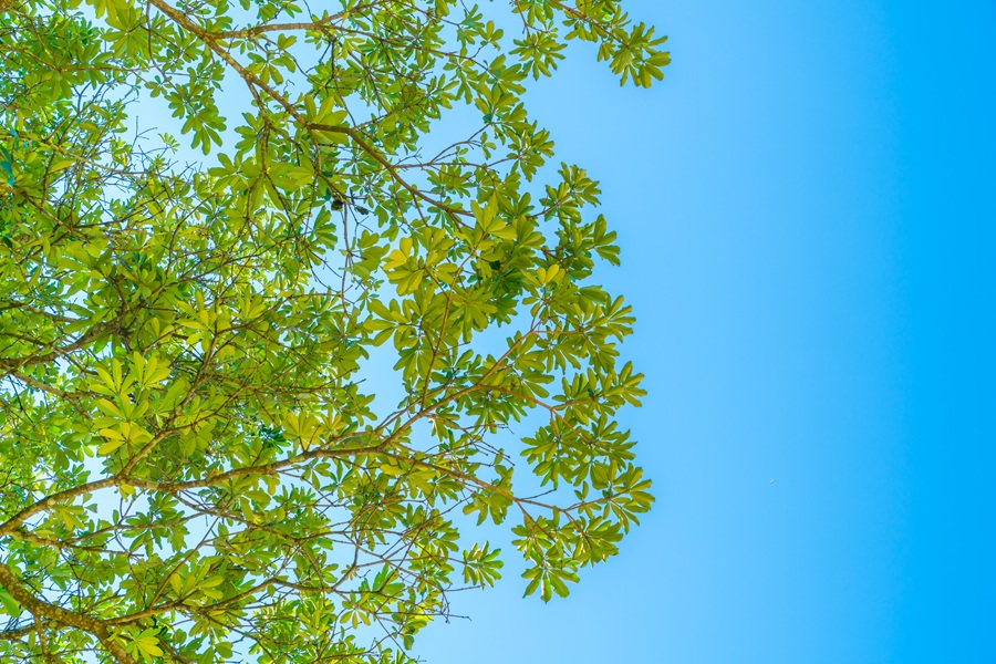 Green forest with sunlight