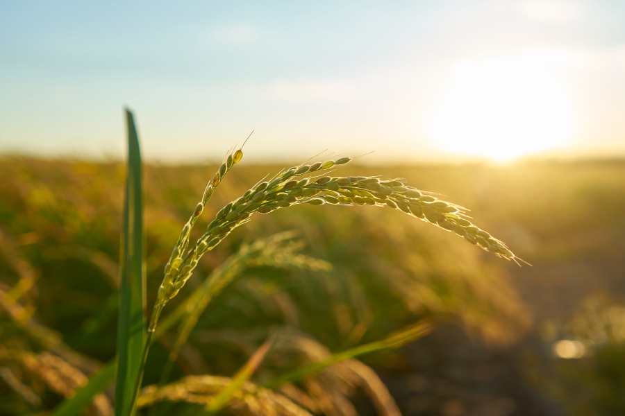 Detail of the rice plant at sunset in Valencia, with the plantation out of focus. Rice grains in plant seed.