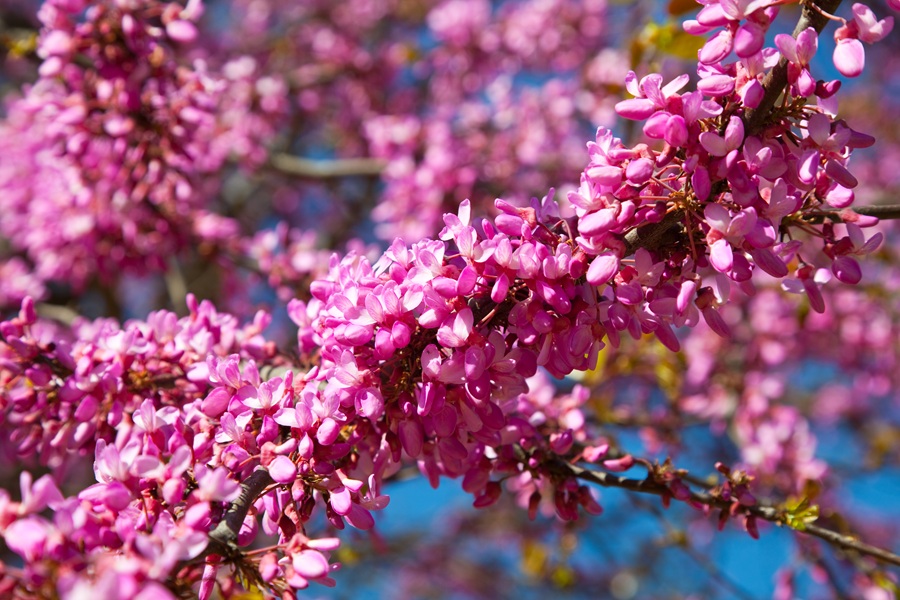 Close up of  violet blossoming Cercis siliquastrum plant at Mediterranean area
