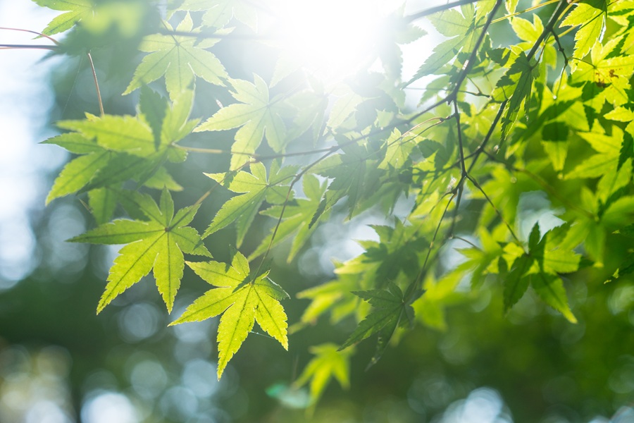green maple leaves