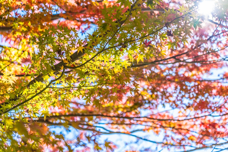 Beautiful landscape with maple leaf tree in autumn season Japan
