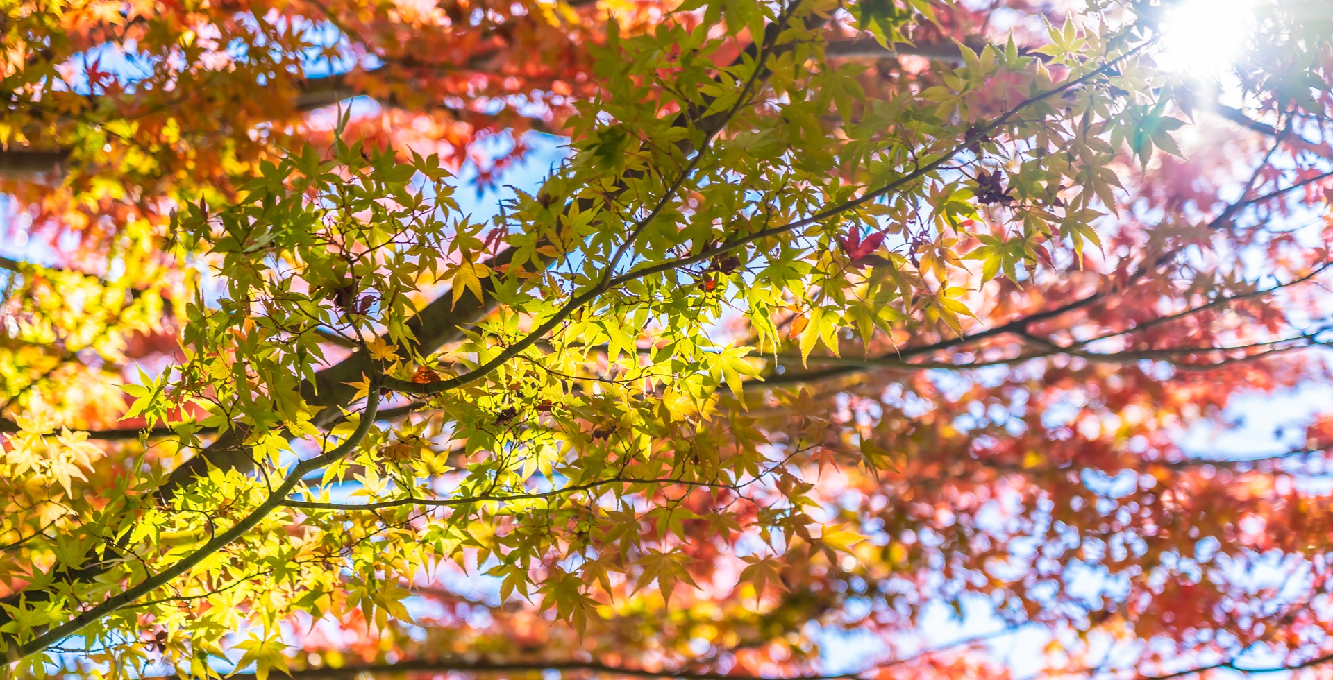 Beautiful landscape with maple leaf tree in autumn season