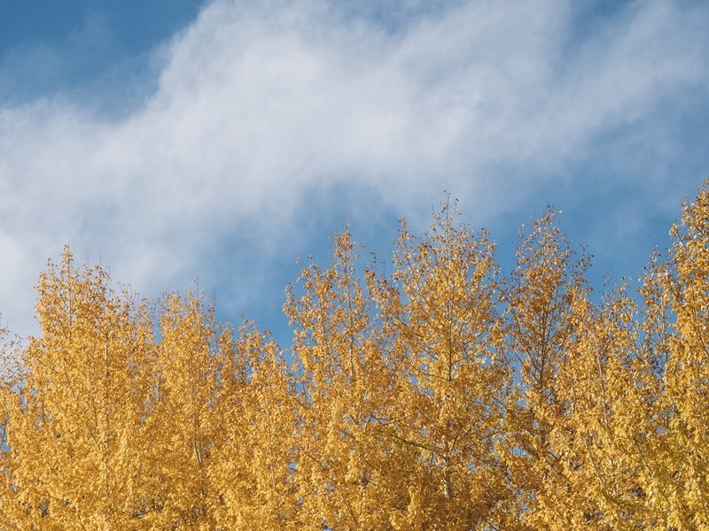 내가 산을 향하여…