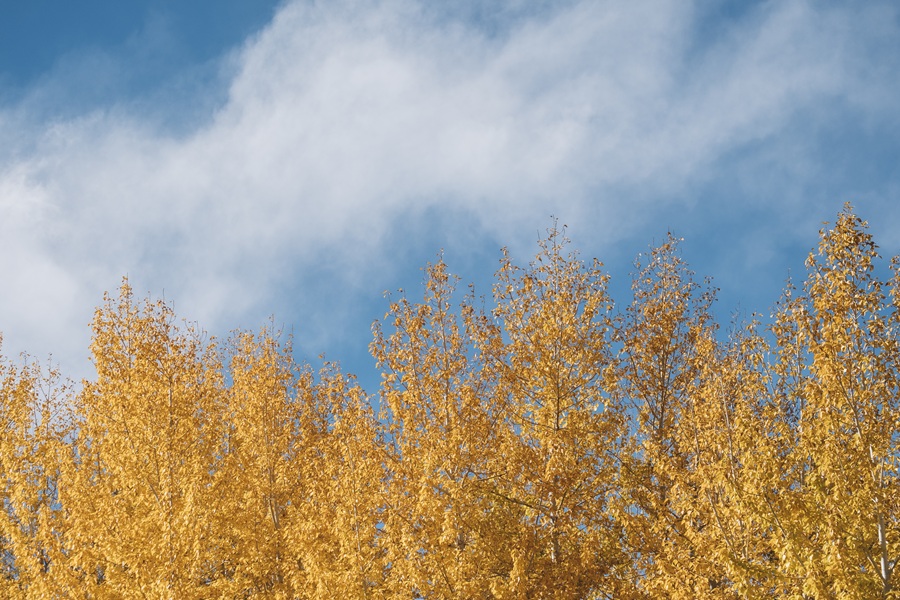 pine tree and blue sky autumn in Leh Ladakh, India