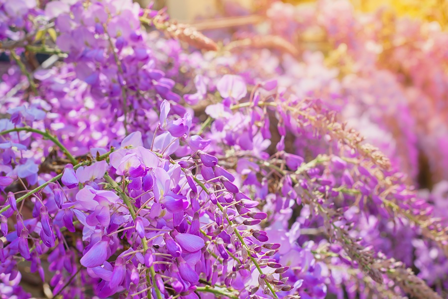 Wisteria flowers close-up in backlit sunlight, soft selective focus, idea for a background or postcard, spring trips to the mediterranean.